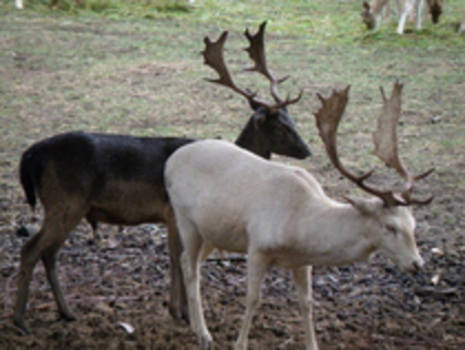 14468007_DPKHLTRNU - animale si  pasari si altele