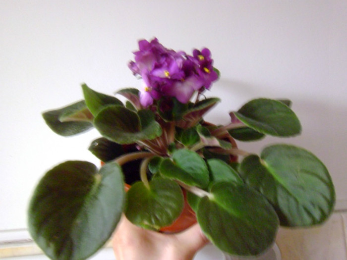 cumpărată 10.11.2012