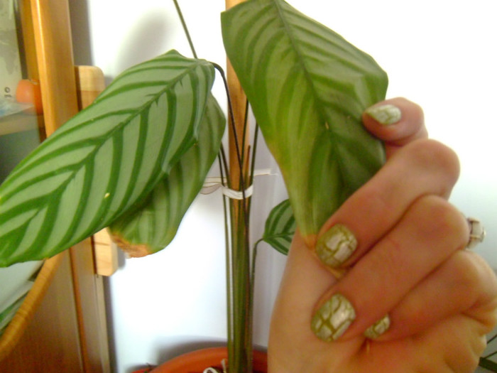 probleme-se îngălbenesc frunzele