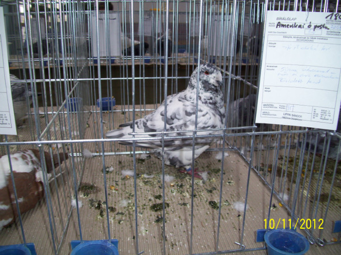 100_0830 - 20 - EXPO SIKLOS UNGARIA 2012