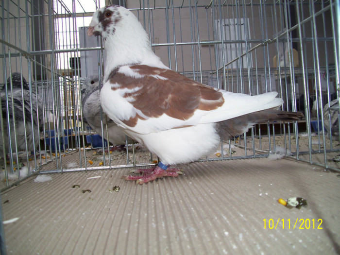 100_0831 - 20 - EXPO SIKLOS UNGARIA 2012