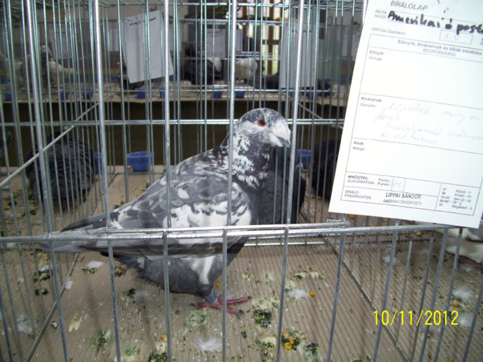 100_0834 - 20 - EXPO SIKLOS UNGARIA 2012