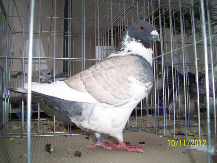 100_0835 - 20 - EXPO SIKLOS UNGARIA 2012