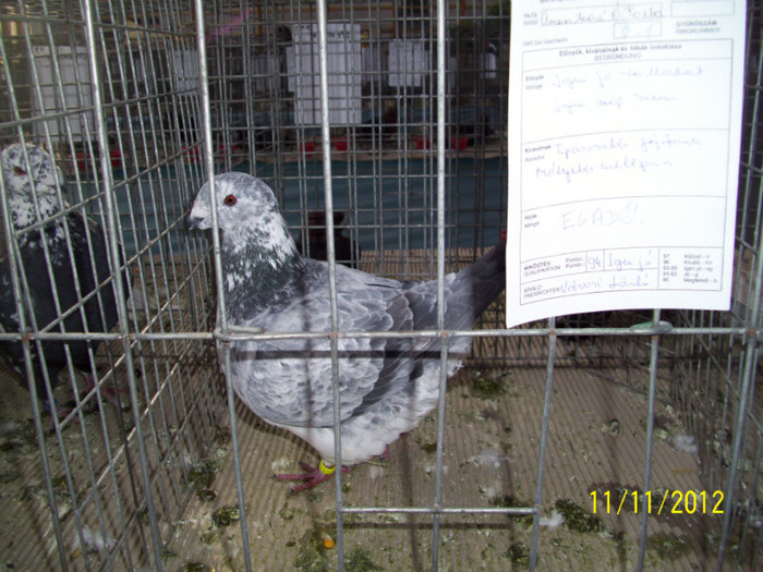 100_0848 - 20 - EXPO SIKLOS UNGARIA 2012