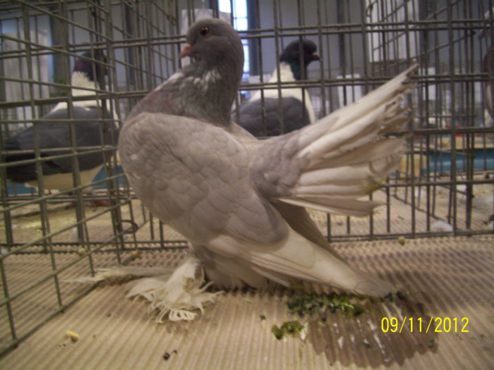 100_0647 - 20 - EXPO SIKLOS UNGARIA 2012