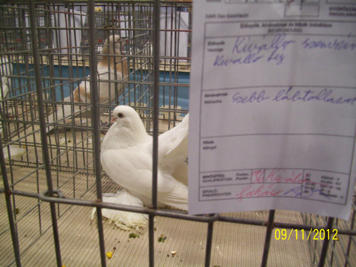 rostowul meu in expo