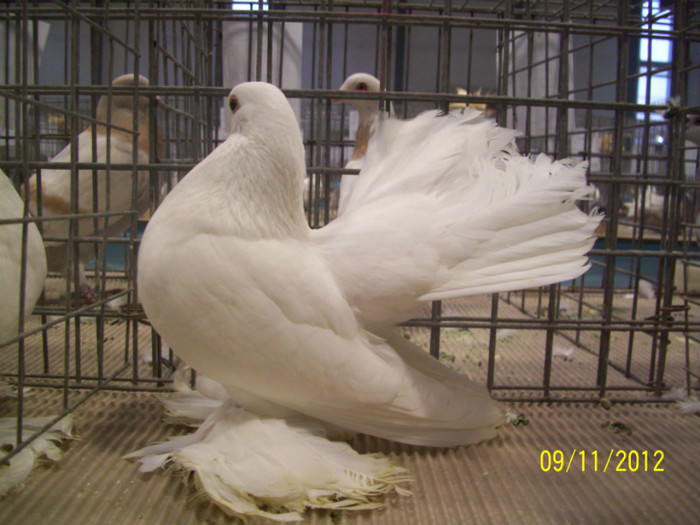 rostowul meu in expo