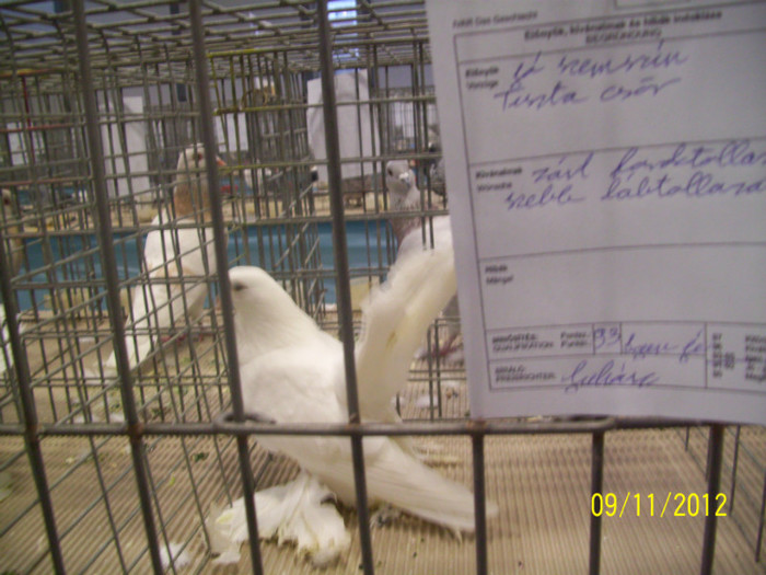 rostowul meu in expo