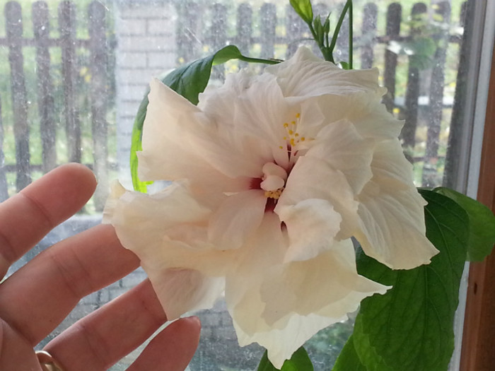 alb dublu - hibiscus