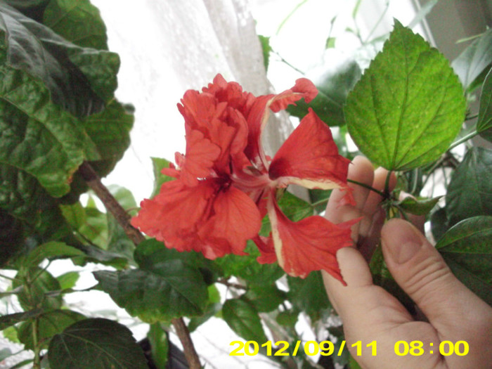 Picture 167 - hibiscus