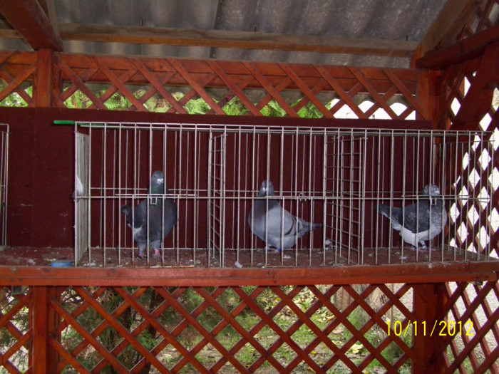 prezentarea porumbeilor - 24 - In vizita la JANOS BENYEI