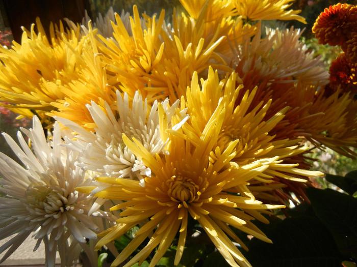 Autumn Colors (2012, November 11)