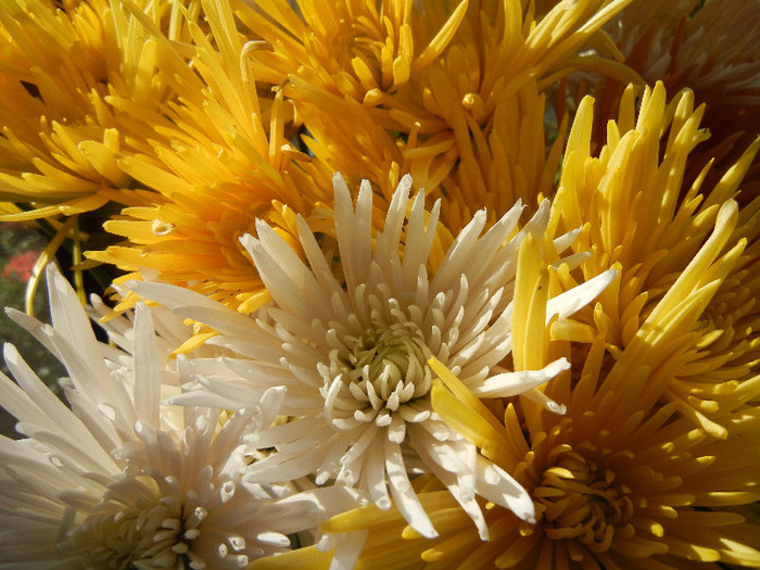 Autumn Colors (2012, November 11)