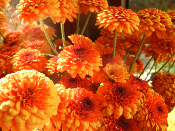 Autumn Colors (2012, November 11)