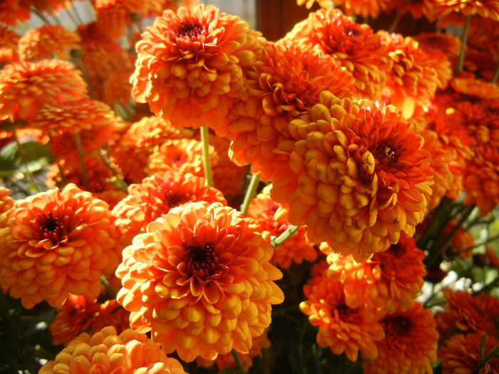 Autumn Colors (2012, November 11)