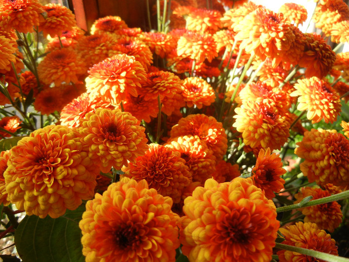 Autumn Colors (2012, November 11)