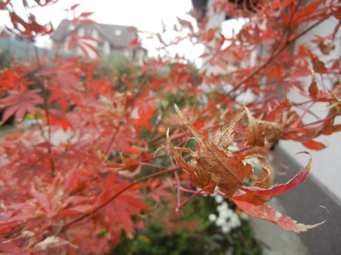 Acer palmatum Bloodgood (2012, Nov.10)