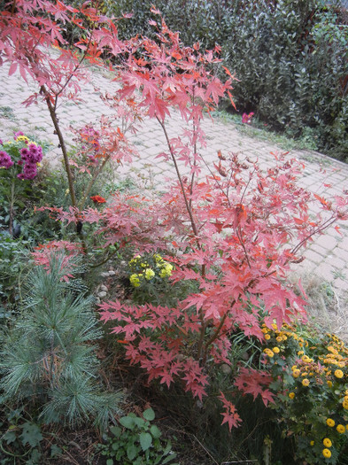 Acer palmatum Bloodgood (2012, Nov.10)