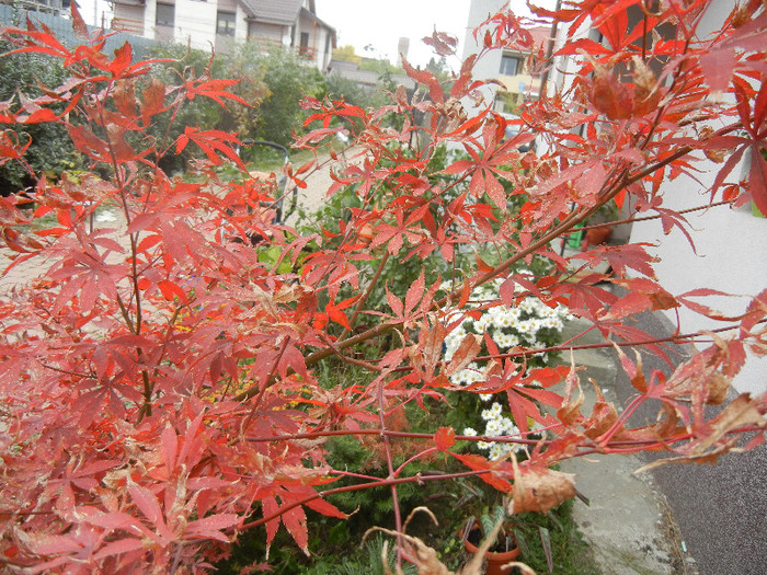 Acer palmatum Bloodgood (2012, Nov.10)