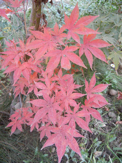 Acer palmatum Bloodgood (2012, Nov.10) - Acer palmatum Bloodgood