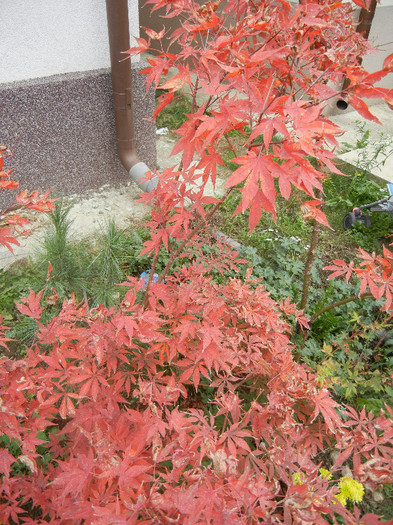 Acer palmatum Bloodgood (2012, Nov.10)