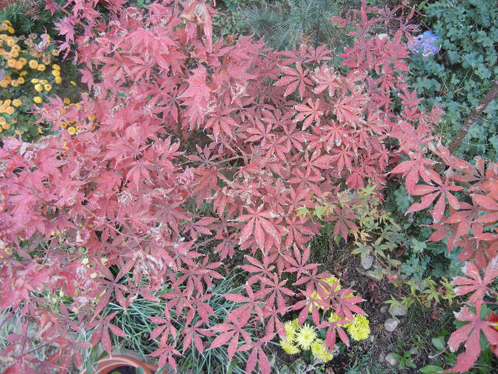 Acer palmatum Bloodgood (2012, Nov.10)