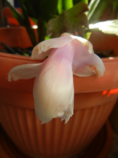 White Schlumbergera (2012, Nov.11) - Schlumbergera White