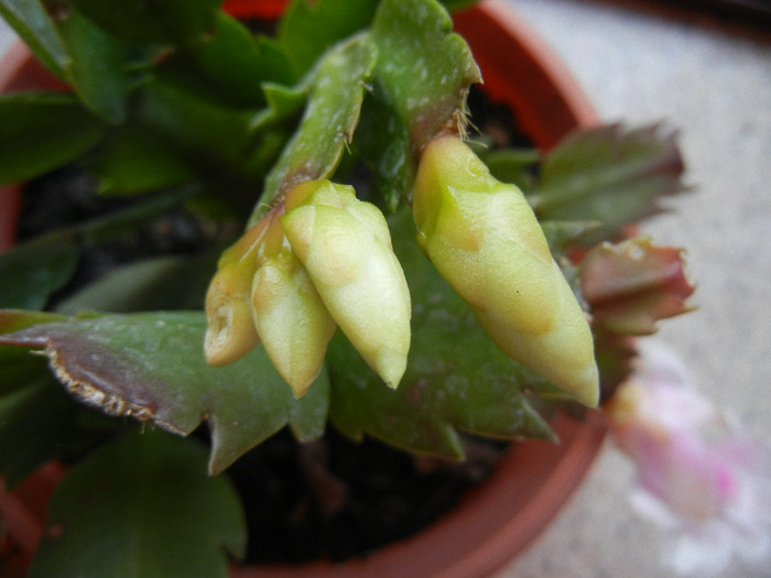 White Schlumbergera (2012, Nov.12) - Schlumbergera White