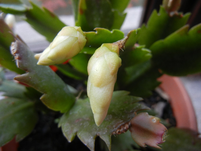 White Schlumbergera (2012, Nov.12) - Schlumbergera White