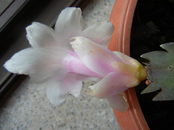 White Schlumbergera (2012, Nov.12)