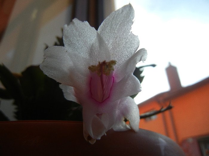 White Schlumbergera (2012, Nov.12) - Schlumbergera White