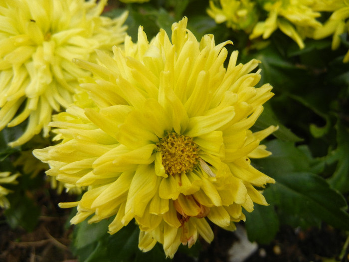 Chrysanth Green Valley (2012, Nov.10)