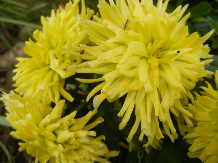 Chrysanth Green Valley (2012, Nov.10)