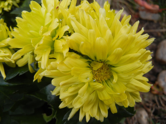 Chrysanth Green Valley (2012, Nov.10)