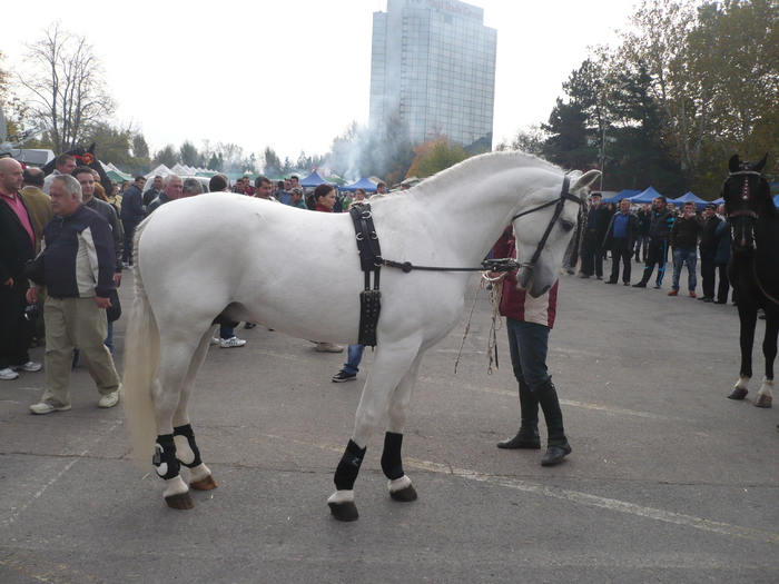 P1130337 - EXPO INDAGRA 2012 BUCURESTI