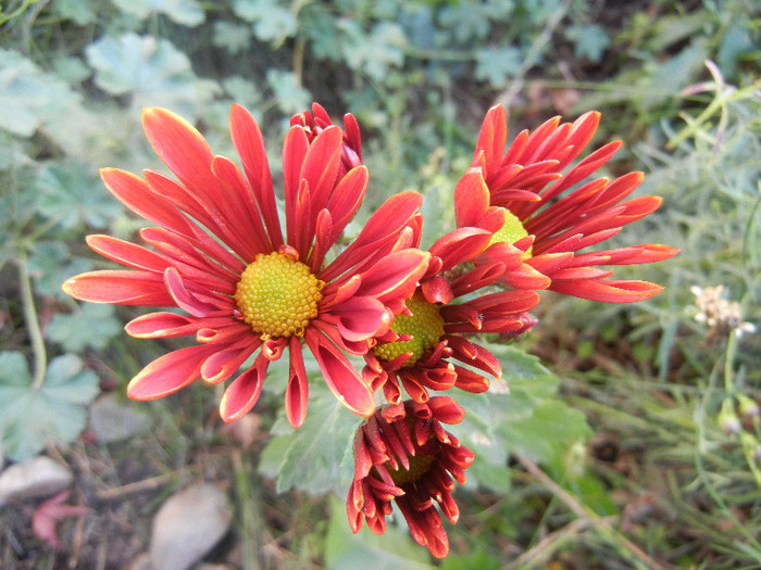 Red & Yellow Chrysanth (2012, Nov.07)