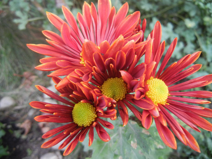 Red & Yellow Chrysanth (2012, Nov.09)