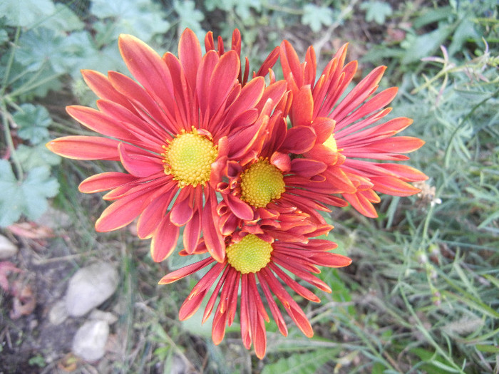 Red & Yellow Chrysanth (2012, Nov.10)