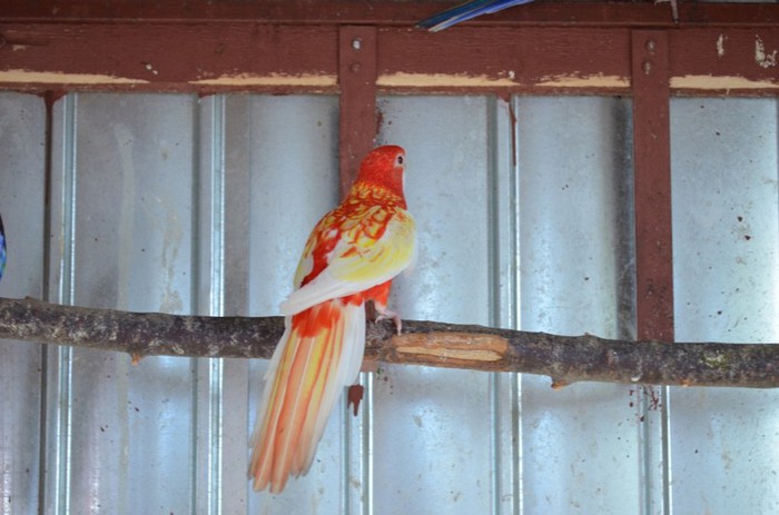 DSC_0096 - Rosella