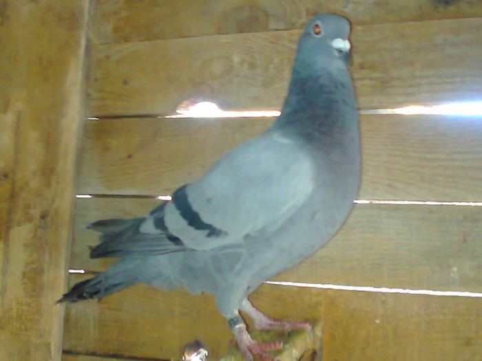 Fotografie0322 - porumbeii mei