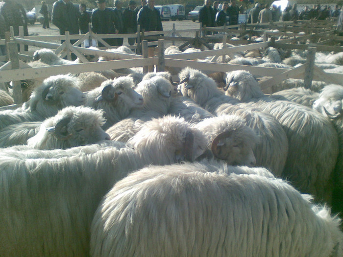 11112012(001) - expo ovine Somcuta Mare 11 11 2012