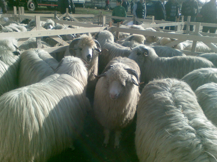 11112012(002) - expo ovine Somcuta Mare 11 11 2012