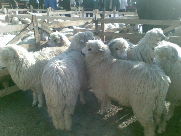 11112012(003) - expo ovine Somcuta Mare 11 11 2012