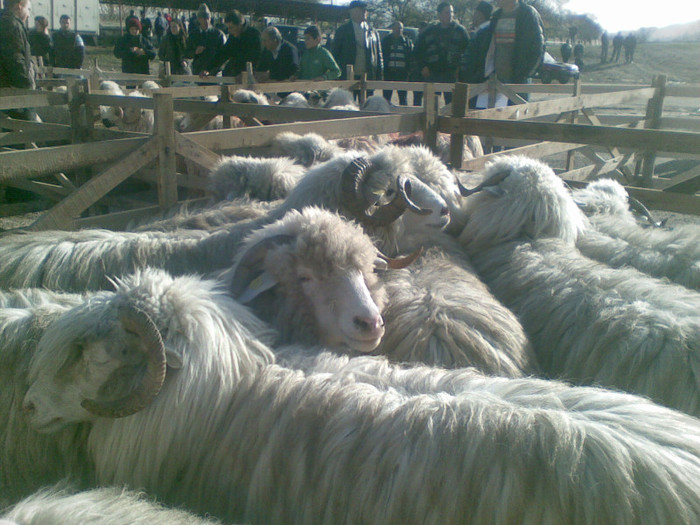 11112012(004) - expo ovine Somcuta Mare 11 11 2012