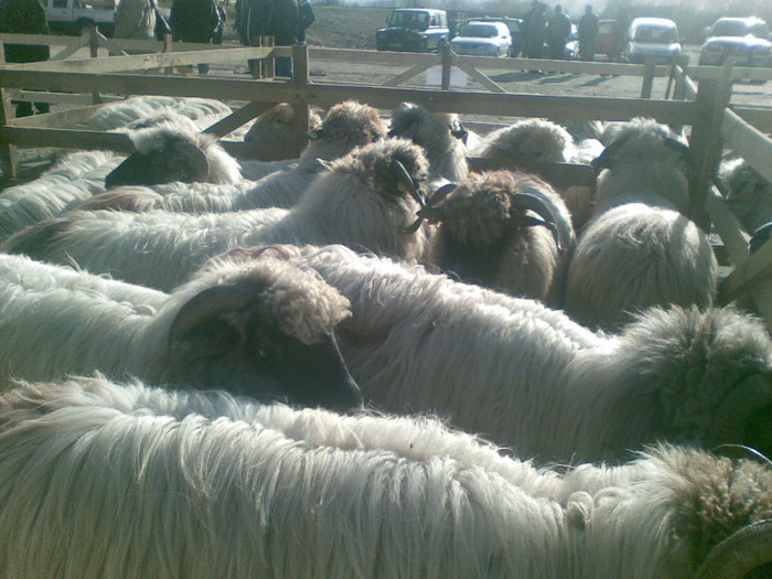 11112012(005) - expo ovine Somcuta Mare 11 11 2012