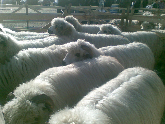 11112012(006) - expo ovine Somcuta Mare 11 11 2012