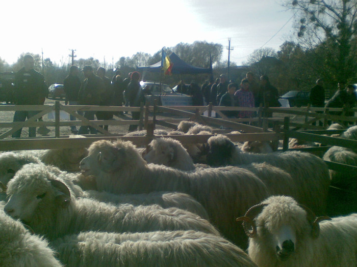 11112012(007) - expo ovine Somcuta Mare 11 11 2012