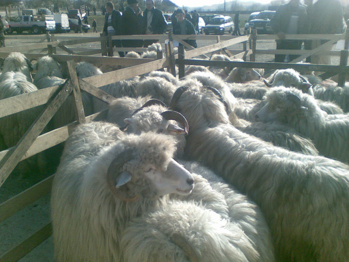 11112012(008) - expo ovine Somcuta Mare 11 11 2012