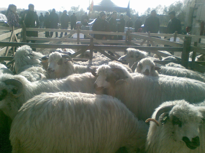 11112012(009) - expo ovine Somcuta Mare 11 11 2012