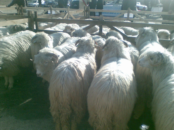 11112012(010) - expo ovine Somcuta Mare 11 11 2012